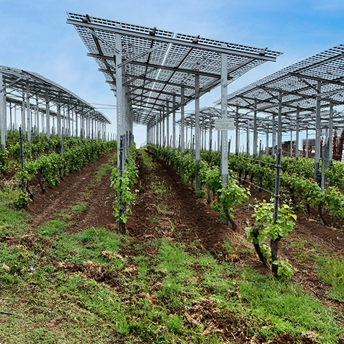 Vineyard, Romania